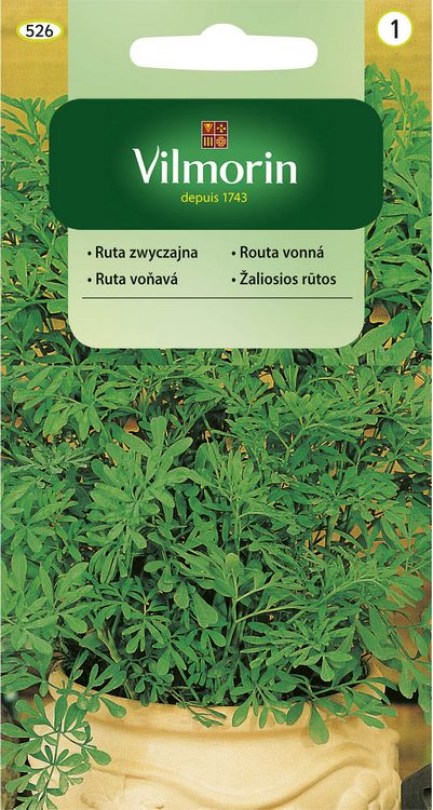 Ruta voňavá